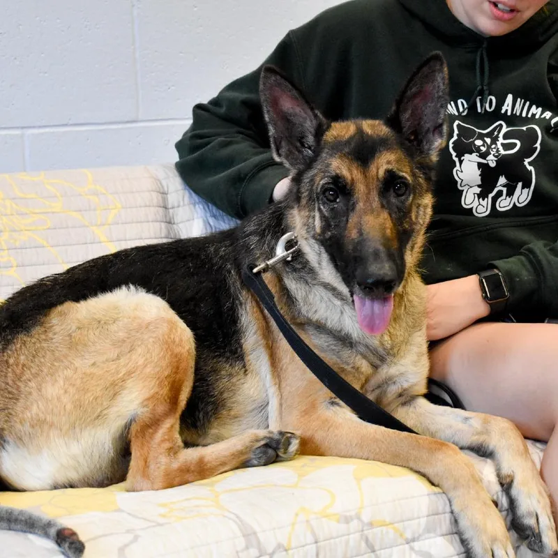 An adult large-sized female Brown / Chocolate German Shepherd Dog dog named Onyx for adoption in Fairport, NY
