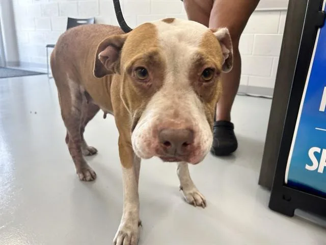 An adult large-sized female Pit Bull Terrier dog named Rosie for adoption in Ocala, FL