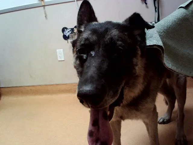 An adult large-sized male German Shepherd Dog dog named Doggie Daddy for adoption in Martinez, CA