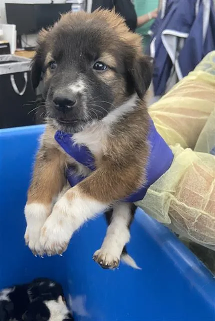 A baby large-sized female Mixed Breed dog named Glow for adoption in Dallas, TX