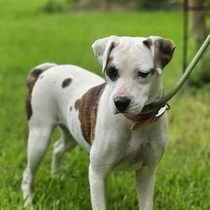 An adult medium-sized female Brindle Mixed Breed dog named Lucy for adoption in Cleveland, TX