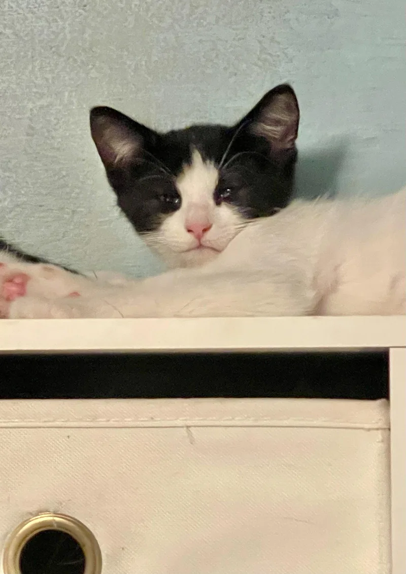 An adult medium-sized male Domestic Short Hair cat named Pierrot for adoption in Flint Hill, VA