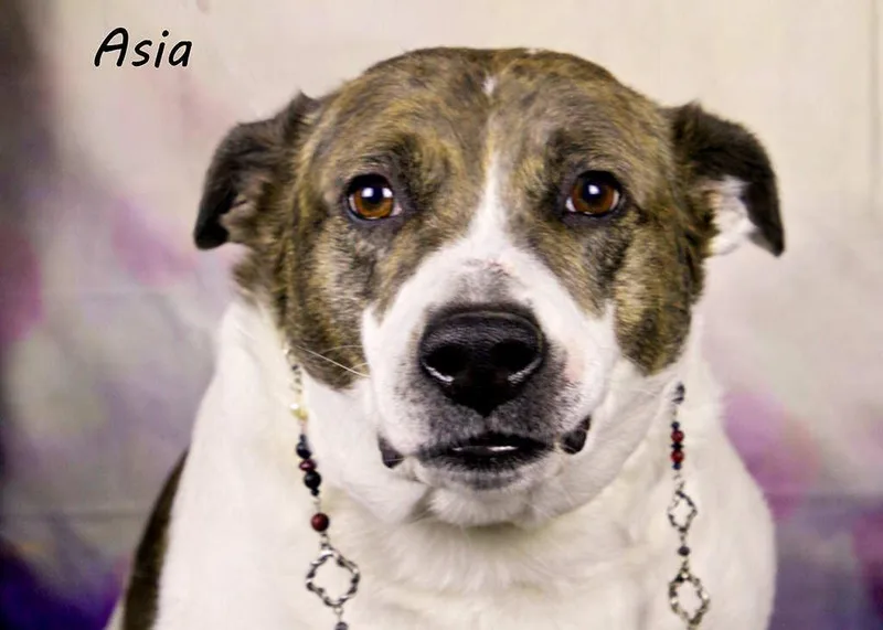 Asia thumbnail 2