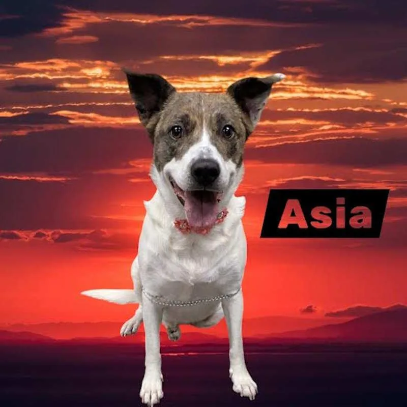 Asia thumbnail 3