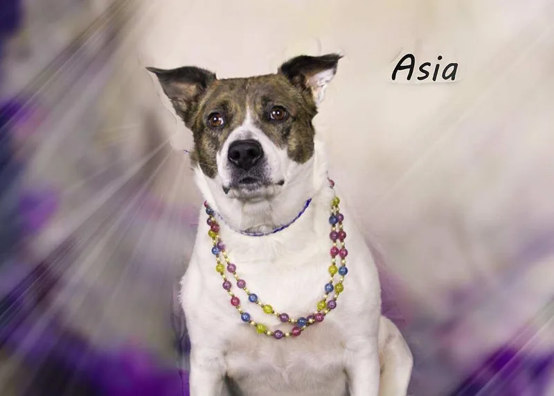 Asia thumbnail 4