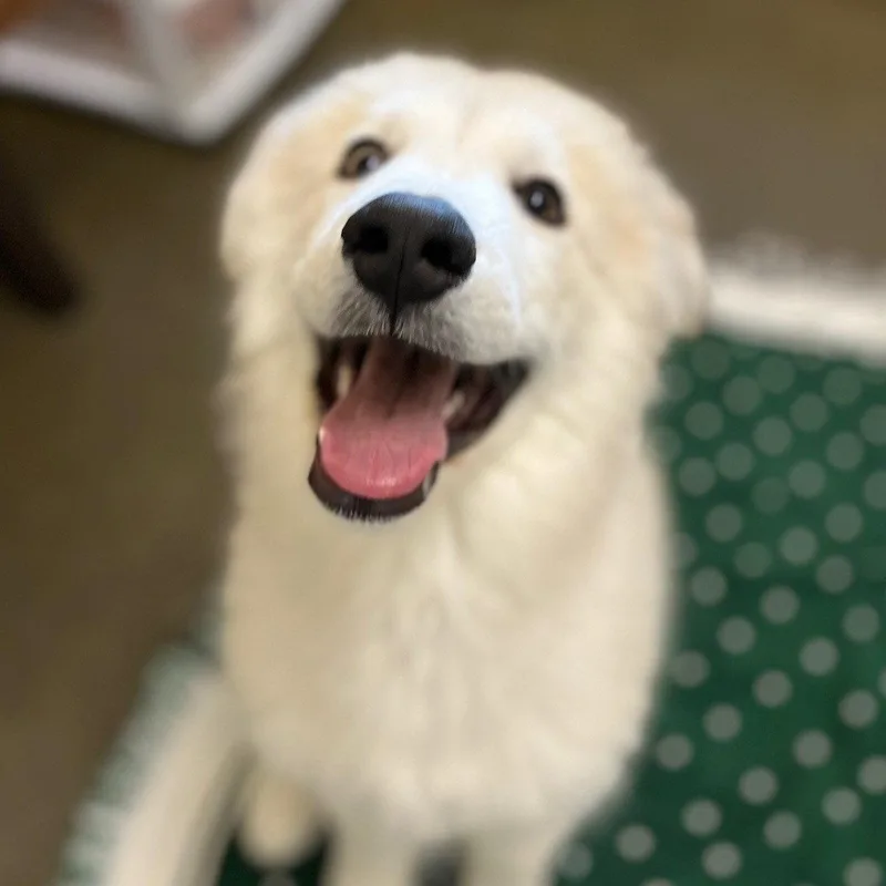 A baby extra large-sized male Great Pyrenees dog named Frisk The Puppy! for adoption in Burlingame, CA