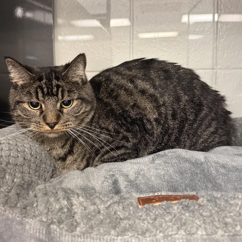 An adult medium-sized male Domestic Short Hair cat named Yuno for adoption in Kearney, NE