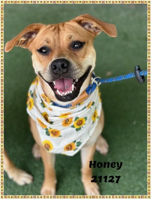A young medium-sized female Brown / Chocolate Boxer dog named HONEY see also SONNY for adoption in Marietta, GA