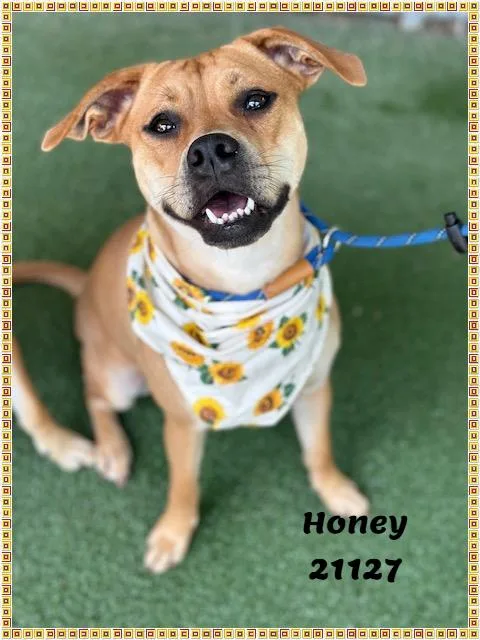 HONEY see also SONNY thumbnail 2