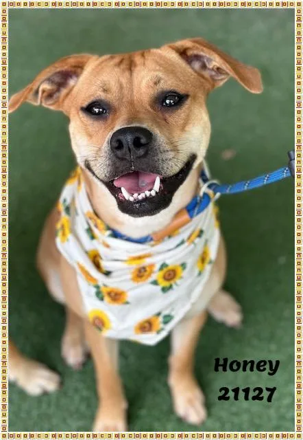 HONEY see also SONNY thumbnail 3