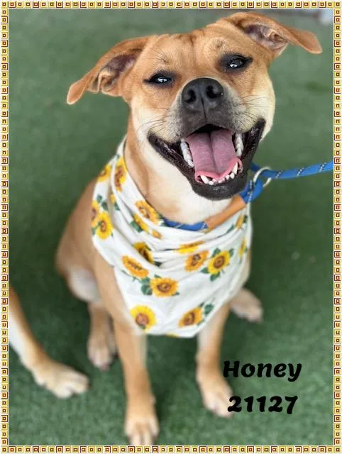 HONEY see also SONNY thumbnail 4