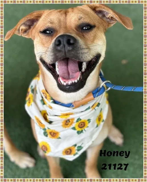 HONEY see also SONNY thumbnail 5