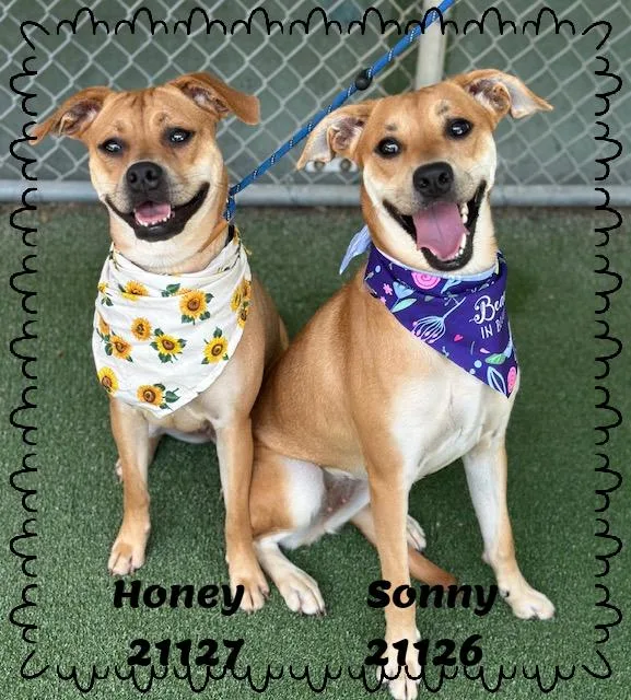 HONEY see also SONNY thumbnail 6