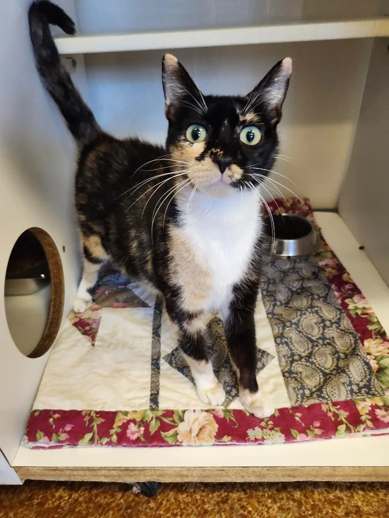 A young small-sized female Domestic Short Hair cat named Jane for adoption in Brownwood, TX