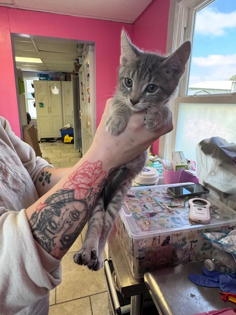 A baby medium-sized male Domestic Short Hair cat named Froggy for adoption in Johnson City, TN
