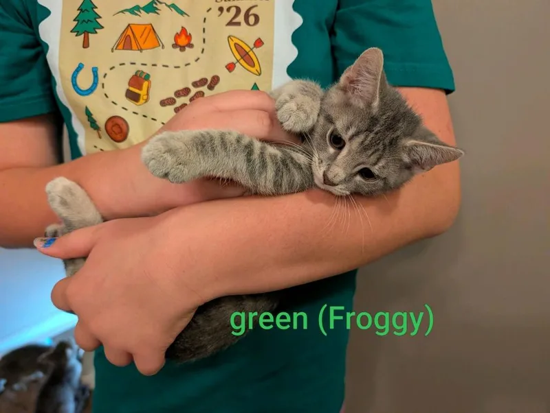 Froggy thumbnail 3