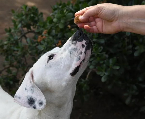 An adult large-sized female Dogo Argentino dog named Deja for adoption in Escondido, CA