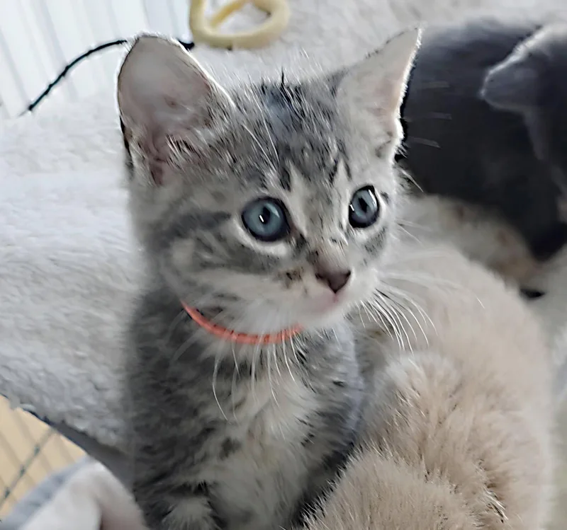 A baby medium-sized female Tabby cat named Krystal for adoption in Magnolia Springs, AL