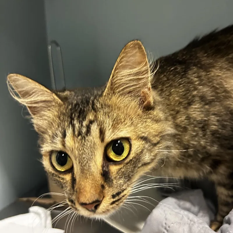 An adult medium-sized female Buff / Tan / Fawn Domestic Medium Hair cat named Minxy for adoption in Chattanooga, TN