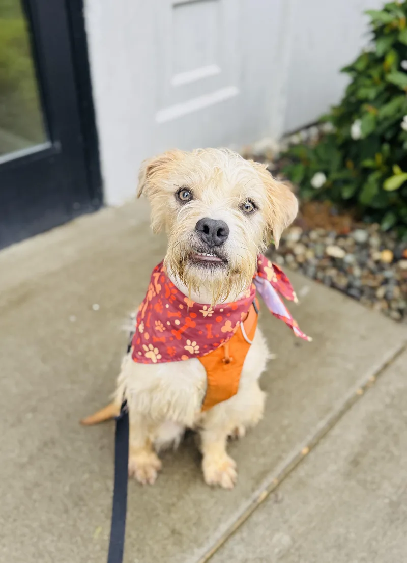 An adult small-sized male Apricot / Beige Terrier dog named Watson for adoption in lynnwood , WA