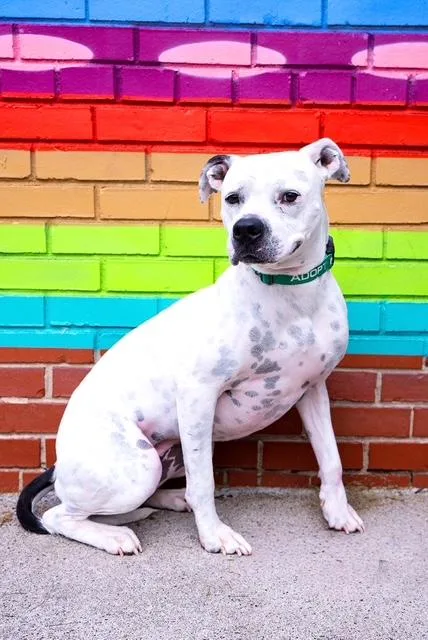 An adult medium-sized female Boxer dog named Roxy for adoption in Charlotte, NC