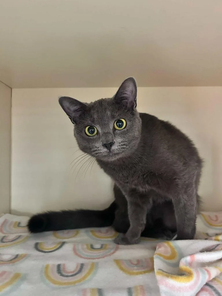 A young small-sized female Domestic Short Hair cat named Heidi for adoption in Sebastian, FL