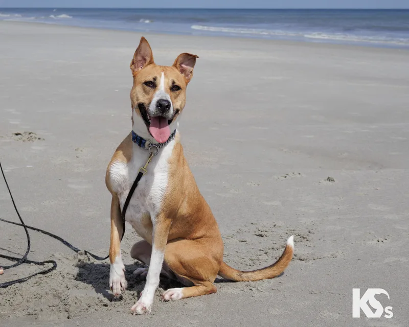 An adult large-sized female Apricot / Beige Canaan Dog dog named Charmy for adoption in Ponte Vedra, FL