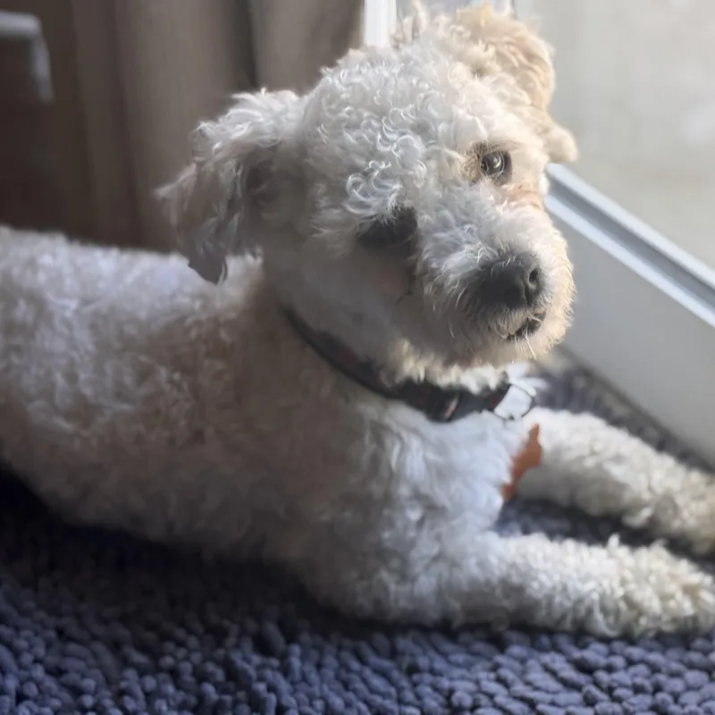 A young small-sized male White / Cream Miniature Poodle dog named Rupert for adoption in Normal, IL