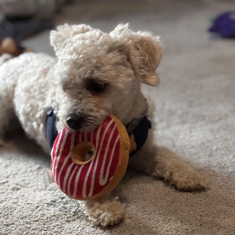Rupert thumbnail 2