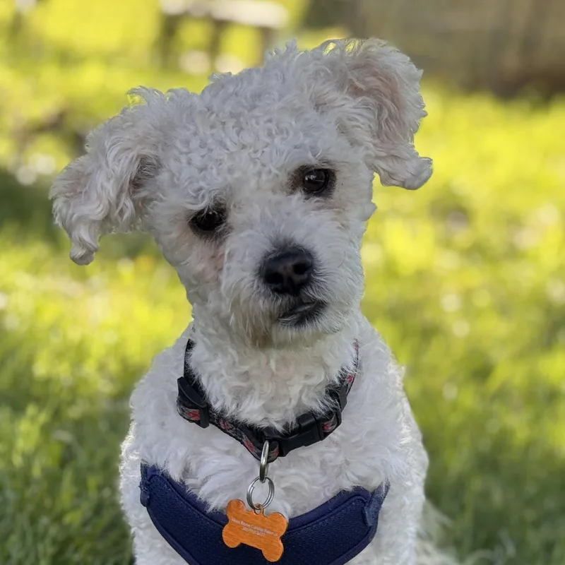Rupert thumbnail 3
