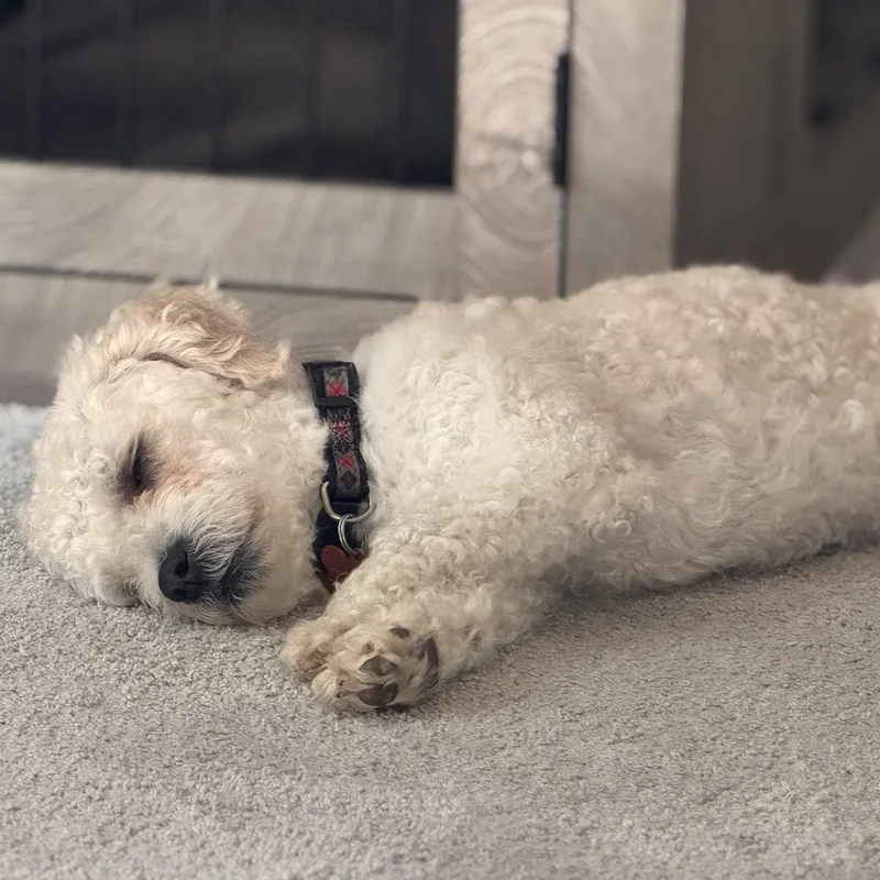 Rupert thumbnail 5