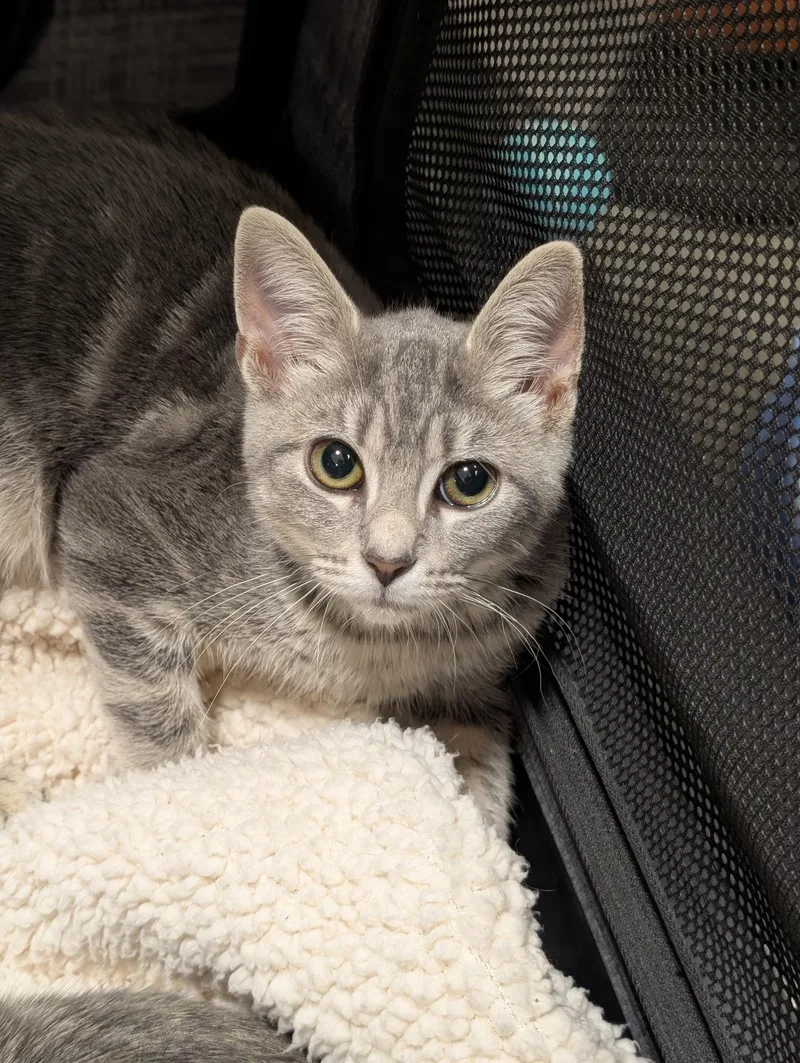 Cordelia thumbnail 2