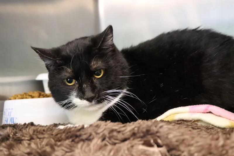 A senior medium-sized male Black & White / Tuxedo Domestic Short Hair cat named Rolo for adoption in House Springs, MO
