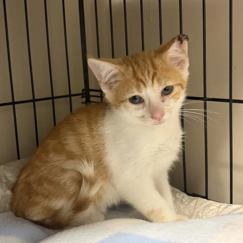 A baby small-sized male Orange / Red Domestic Short Hair cat named Lee Rocker for adoption in La Grange, KY