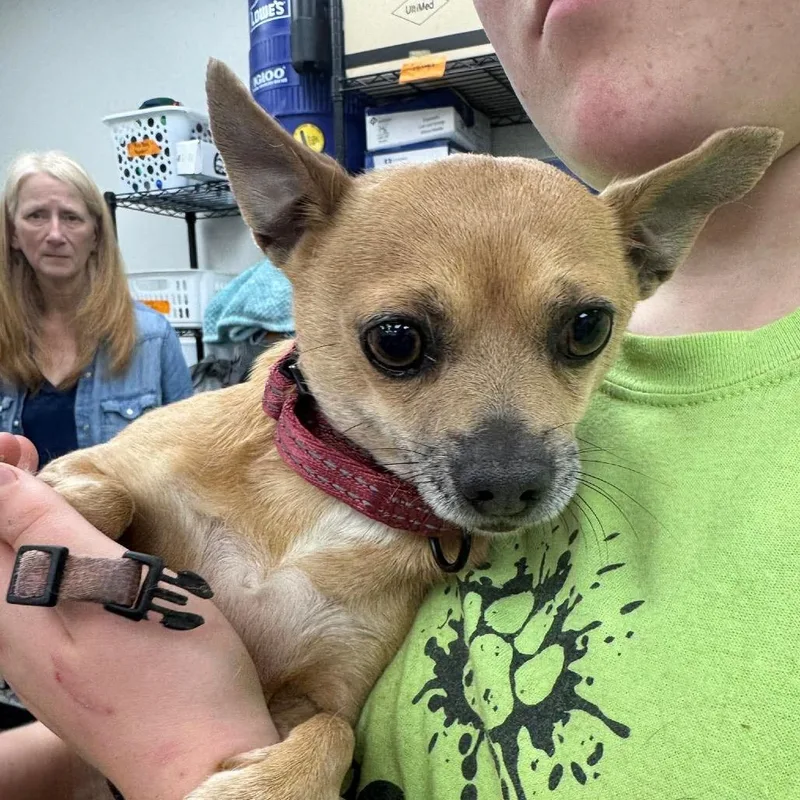 An adult small-sized female Brown / Chocolate Mixed Breed dog named Taco for adoption in Fredericksburg, VA