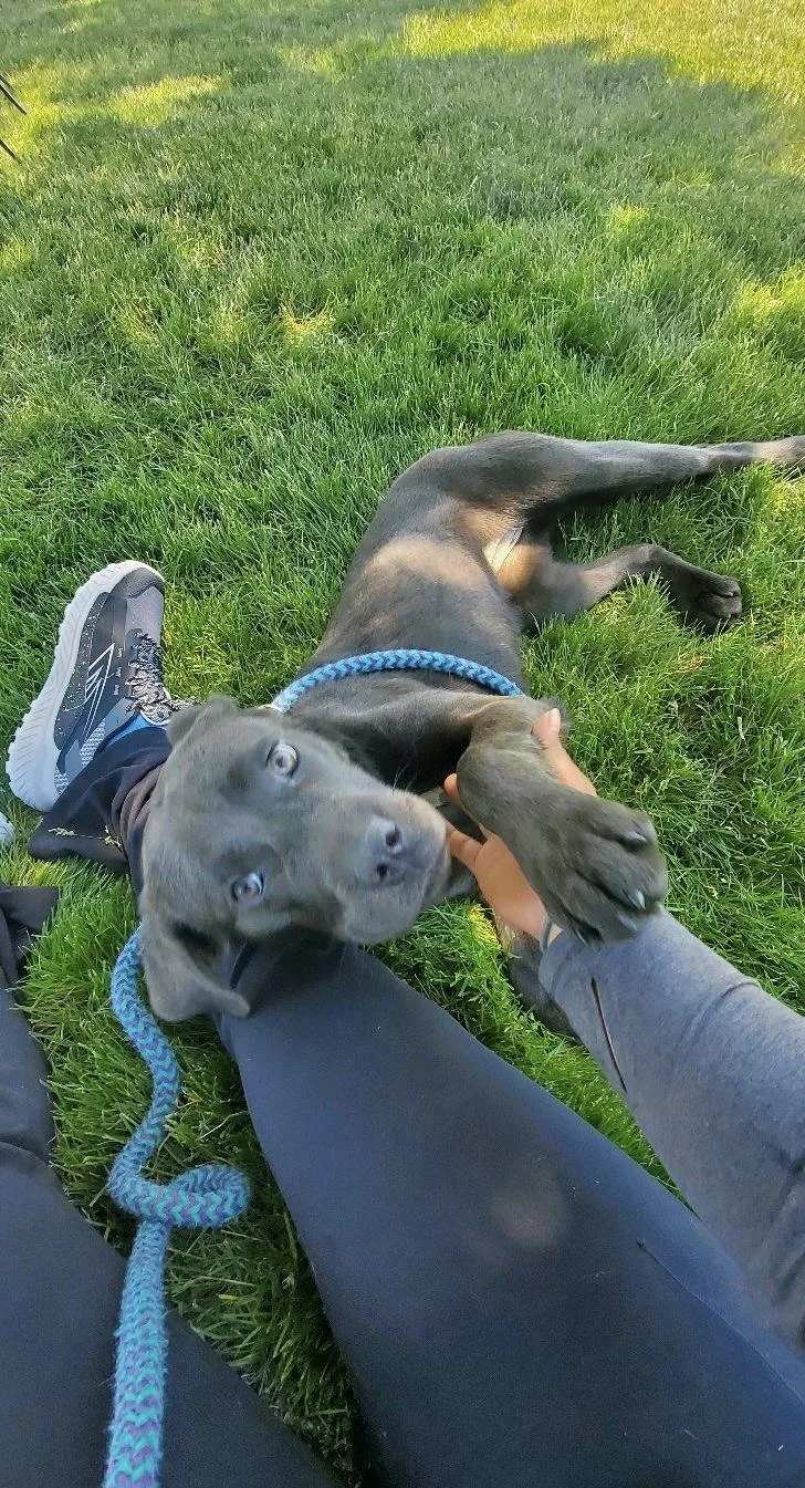 A young medium-sized female Labrador Retriever dog named Millie for adoption in Oxford, MI