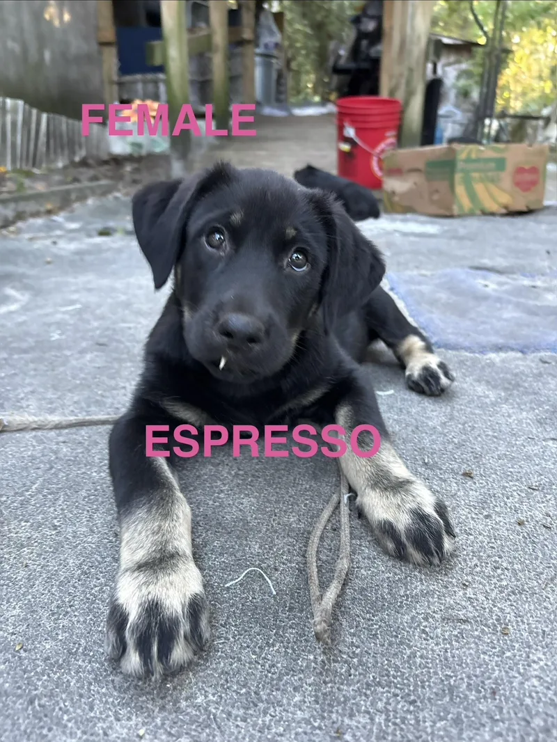 A baby large-sized female Brown / Chocolate Black Labrador Retriever dog named Autumn and Espresso for adoption in Jacksonville, FL