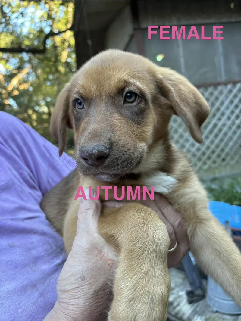 Autumn and Espresso thumbnail 2