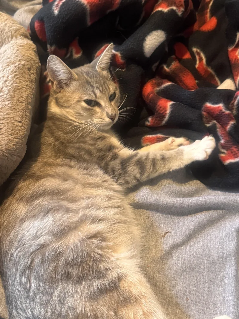 A young medium-sized female Domestic Short Hair cat named Truvy for adoption in Davidson, NC