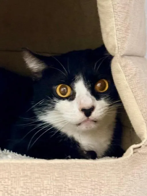An adult medium-sized male Black & White / Tuxedo Domestic Short Hair cat named Halston for adoption in Winter Haven, FL