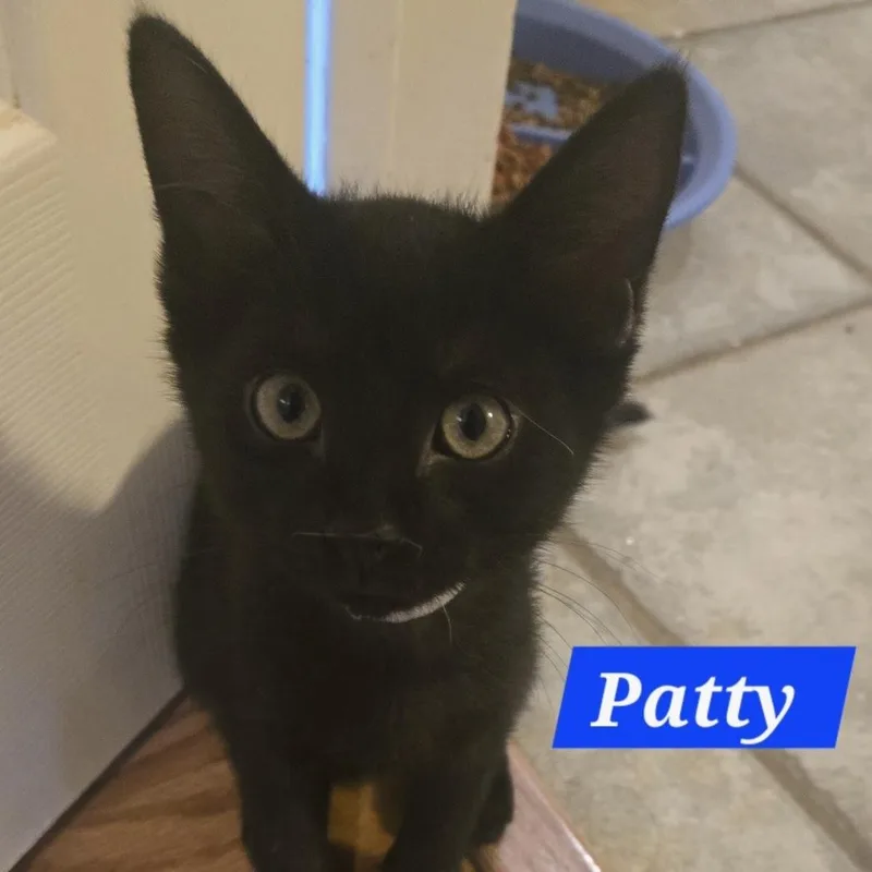 A baby small-sized female Black Domestic Short Hair cat named Patty for adoption in Bentonville, AR