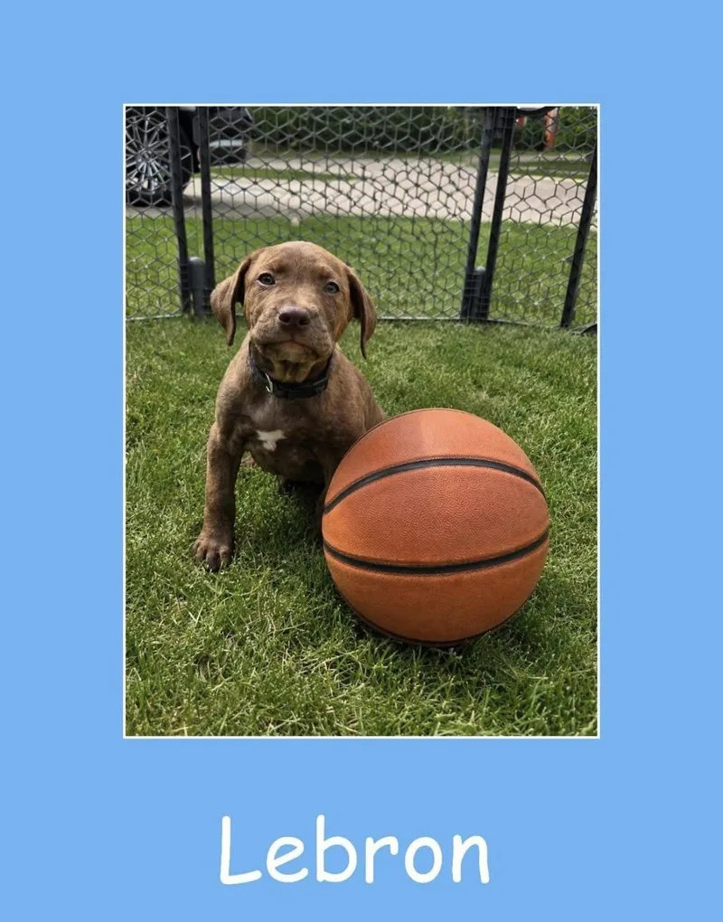 A baby large-sized male Brindle Mixed Breed dog named Lebron for adoption in LEMONT, IL