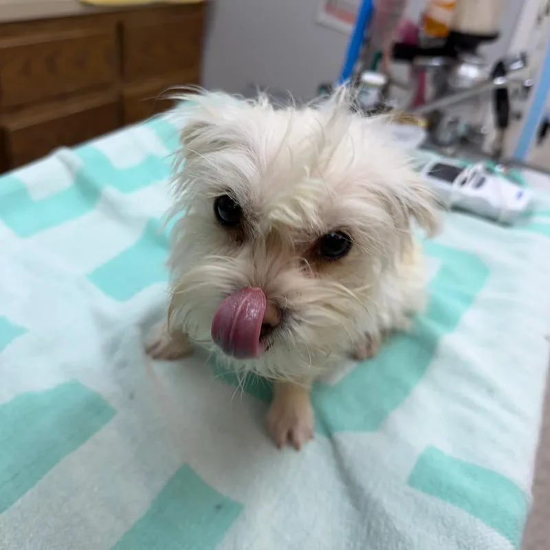 A young small-sized female White / Cream Pomeranian dog named Sloane for adoption in Buellton, CA