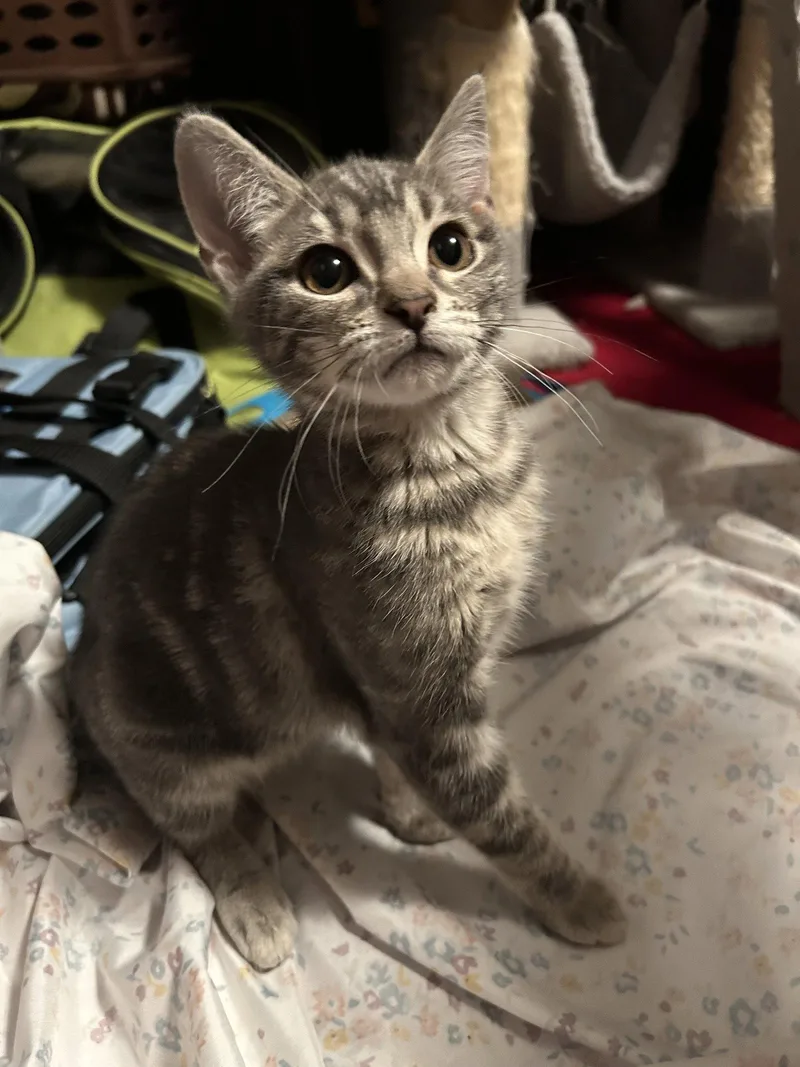 A baby medium-sized female Domestic Short Hair cat named Polypore for adoption in Trenton, NJ