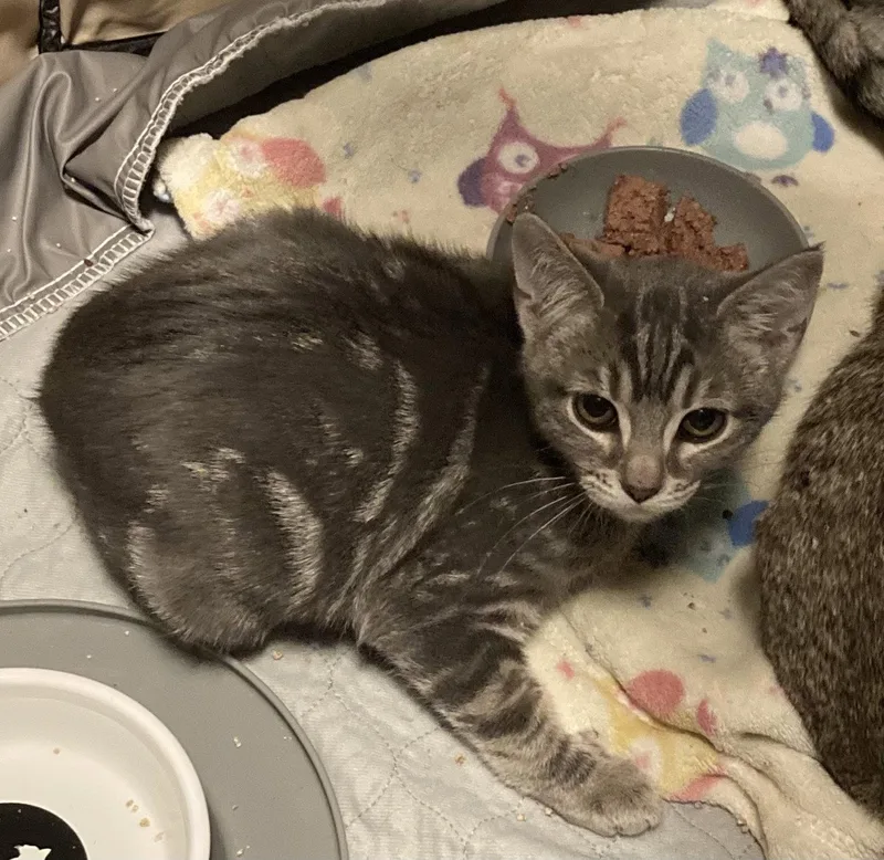 Polypore thumbnail 2