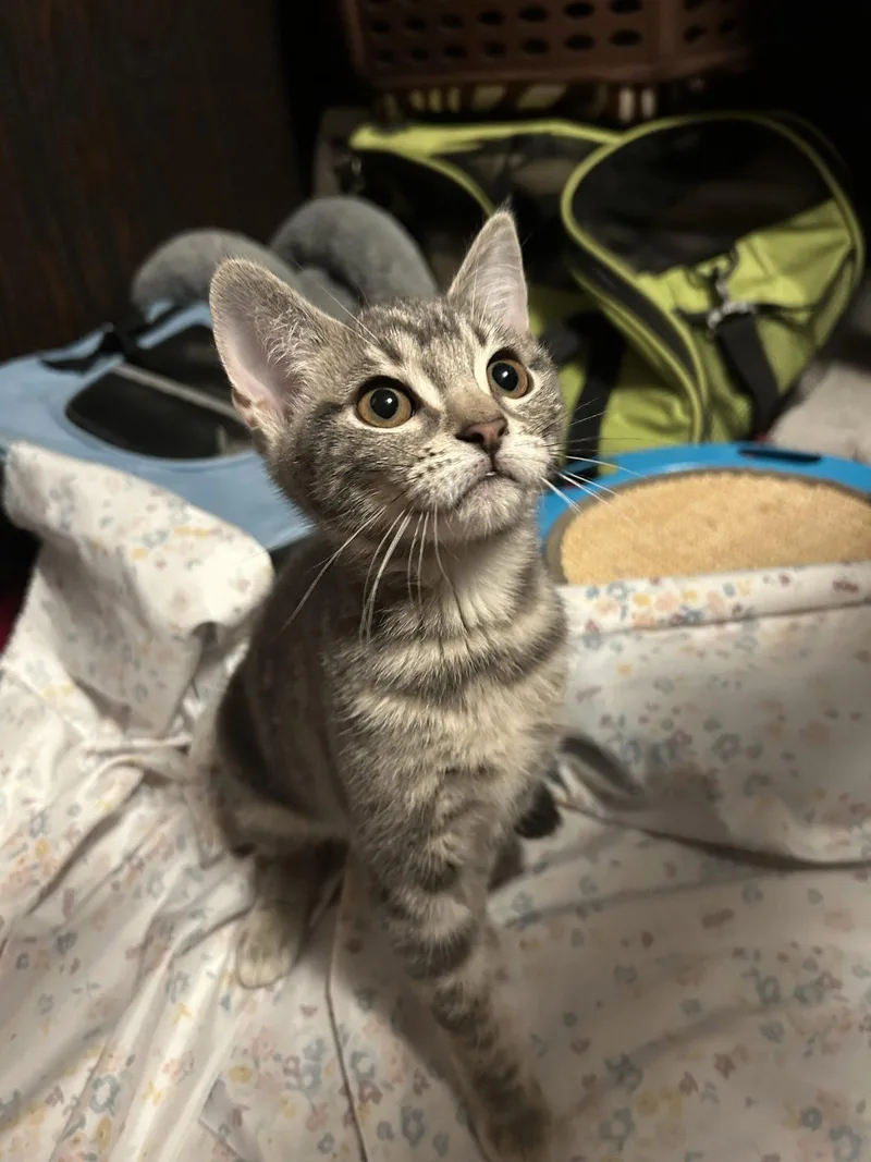 Polypore thumbnail 3