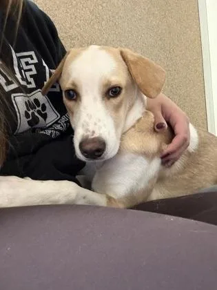 A baby large-sized female Hound dog named Sadie for adoption in East Brookfield, MA