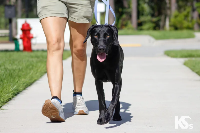 An adult medium-sized female Black Labrador Retriever dog named Montana for adoption in Ponte Vedra, FL