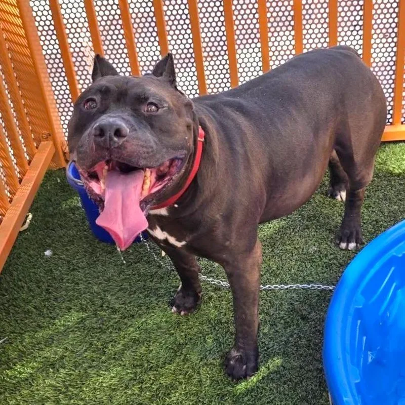A senior extra large-sized male Black Pit Bull Terrier dog named Mad Hatter for adoption in Las Vegas, NV