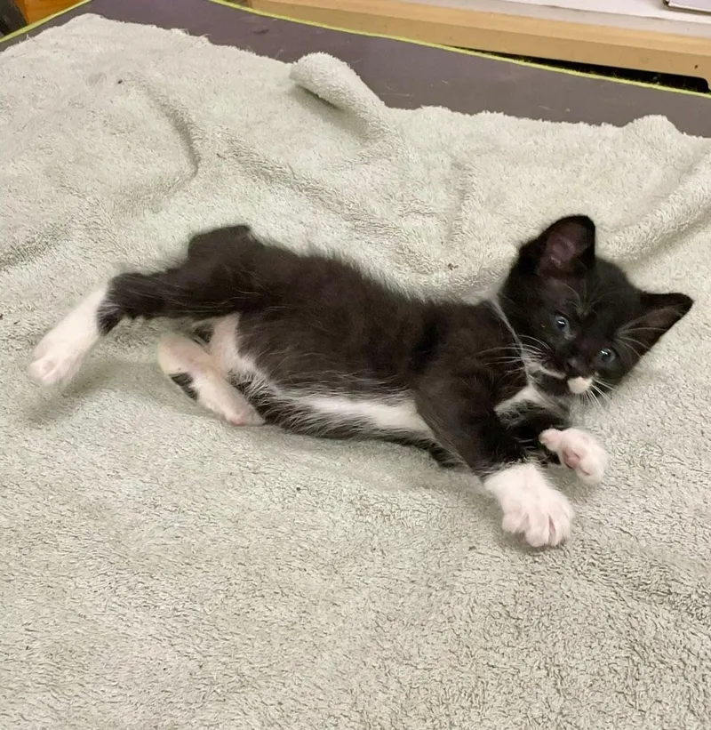 A baby medium-sized male Tuxedo cat named Otto for adoption in Walnut Creek, CA